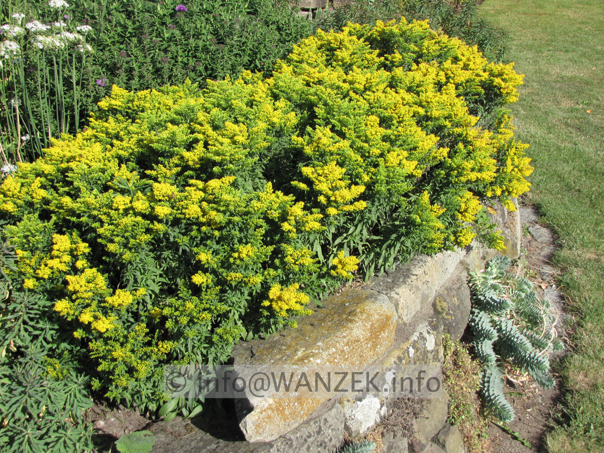 Solidago Hybride Laurin 04 ueber Trockenmauer.JPG